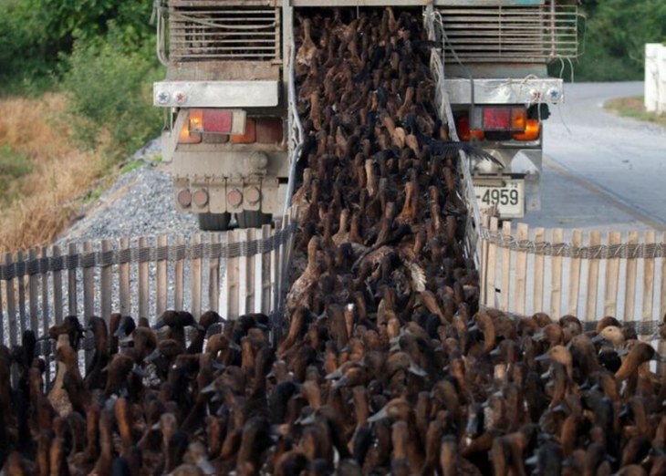 Los patos están entrenados y llevan a cabo su tarea con suma precisión. Foto: Reuters Los patos están entrenados y llevan a cabo su tarea con suma precisión. Foto: Reuters