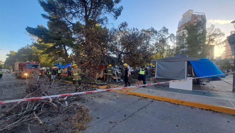 Un pino histórico se cayó y lesionó a dos personas: de milagro no ocasionó una tragedia mayor