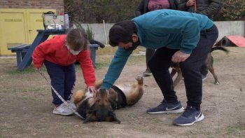 perros paseo