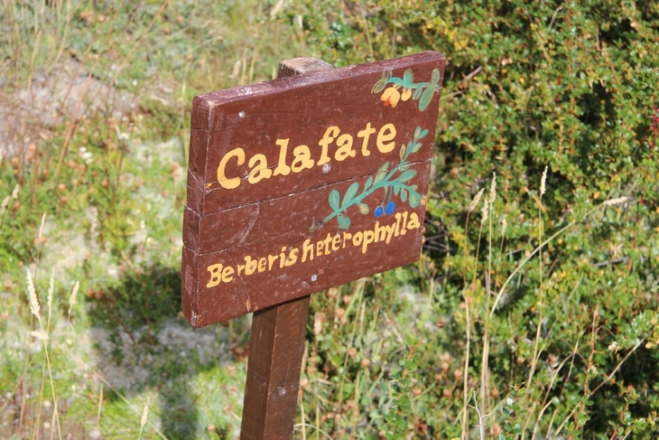 Del suelo al mercado global: Con frutos de 20°Brix, el calafate promete revolucionar la fruticultura sostenible en Magallanes. Del suelo al mercado global: Con frutos de 20°Brix, el calafate promete revolucionar la fruticultura sostenible en Magallanes.