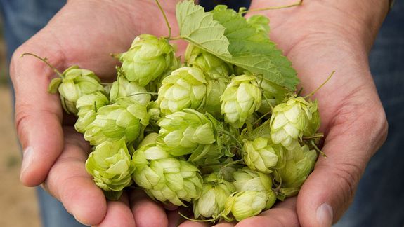 Así funciona el invento argentino que promete revolucionar el mercado del lúpulo