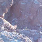 Sólo hay poco más de 2000 ejemplares de este animal. | LM Neuquen Sólo hay poco más de 2000 ejemplares de este animal.