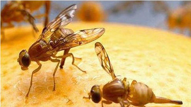 Trabajador de la Fruta perdió el oído por culpa de una mosca