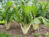 La acelga agroecológica contiene un 7% más de proteínas.