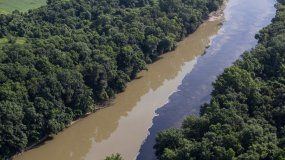 Por una explosión, miles de peces mueren ahogados en whisky