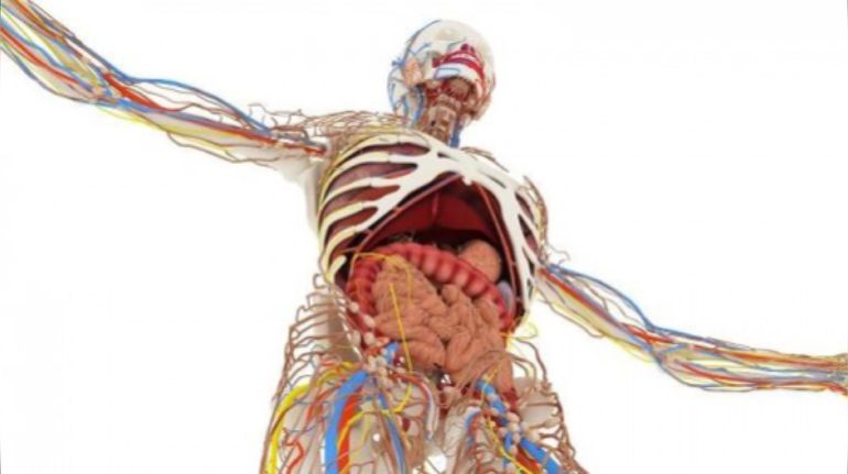 Afirman que cada órgano envejece a su propio ritmo