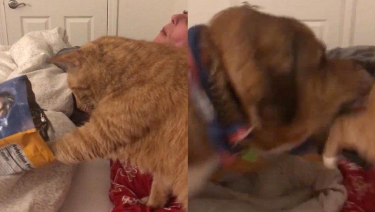 El video viral no deja de sumar visualizaciones en YouTube