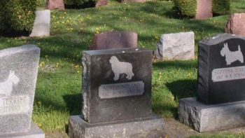 En Santa Cruz quieren que haya un cementerio de mascotas. (Foto ilustrativa).