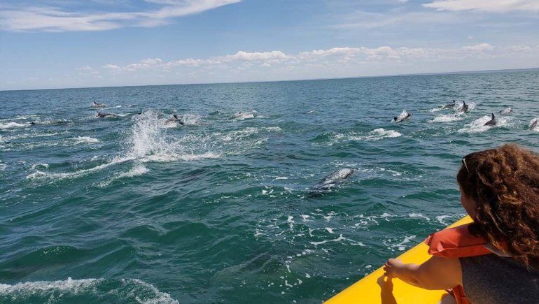 La experiencia de navegar entre delfines. La experiencia de navegar entre delfines.