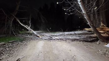 Alerta por viento: las ráfagas tiraron un árbol en Neuquén. Alerta por viento: las ráfagas tiraron un árbol en Neuquén.