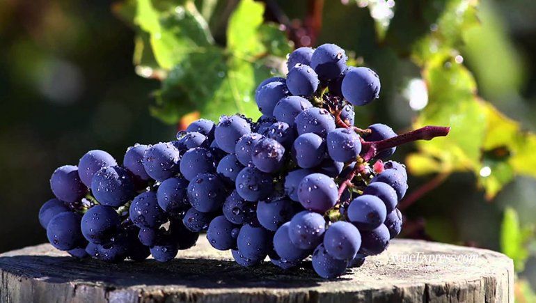 Ocho cosas que no sabías del Cabernet Franc (y por qué beberlo)