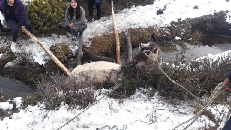 Villa Pehuenia: salvaron a una yegua de morir de hipotermia
