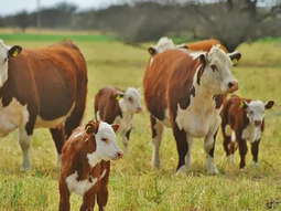 con la mirada en los remates, comienza la fiesta del ternero con la mirada en los remates, comienza la fiesta del ternero