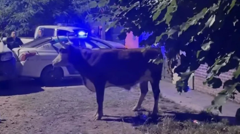 Apareció un toro suelto, la Policía lo atrapó y evitó que fuera carneado por los vecinos