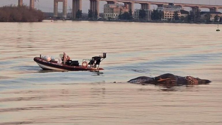 Misterio por la aparición de tres ballenas muertas en las costas de Buenos Aires
