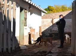 Más de 30 perros fueron rescatados en abril por maltrato animal en Cipolletti. Más de 30 perros fueron rescatados en abril por maltrato animal en Cipolletti.