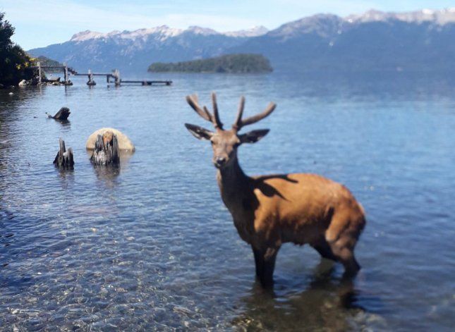 El lago Correntoso tiene un entorno natural paradisíaco. El lago Correntoso tiene un entorno natural paradisíaco.