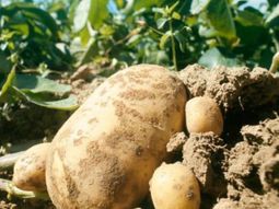 La producción de papa entra en una etapa de ajuste: se sembraron casi 5.000 hectáreas menos en la principal región productiva del país. El sector apuesta a recuperar precios. La producción de papa entra en una etapa de ajuste: se sembraron casi 5.000 hectáreas menos en la principal región productiva del país. El sector apuesta a recuperar precios.