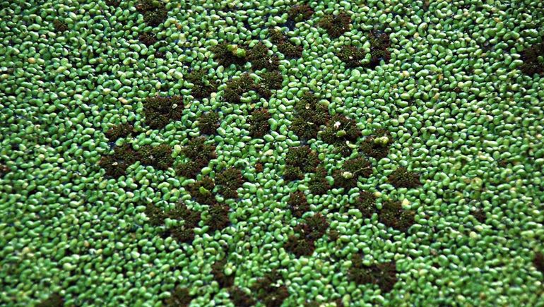 Azolla caroliniana Azolla caroliniana