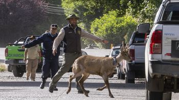 un huemul suelto por las calles: newenche aparecio en una zona urbana de san martin de los andes un huemul suelto por las calles: newenche aparecio en una zona urbana de san martin de los andes