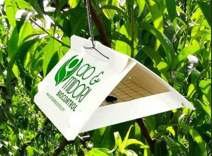 Aunque el 70% de la superficie de peras y manzanas continúa dentro del sistema exigido por Brasil, la pérdida sostenida de cobertura en los últimos años enciende señales de alerta para uno de los principales mercados de exportación.