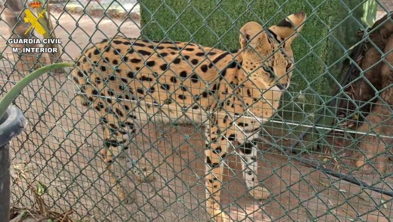 Desmantelan un zoológico privado clandestino con más de 150 animales exóticos en España.