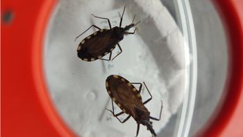 Con el calor, alertan los especialistas, las vinchucas empiezan a acercarse a las casas. Con el calor, alertan los especialistas, las vinchucas empiezan a acercarse a las casas.