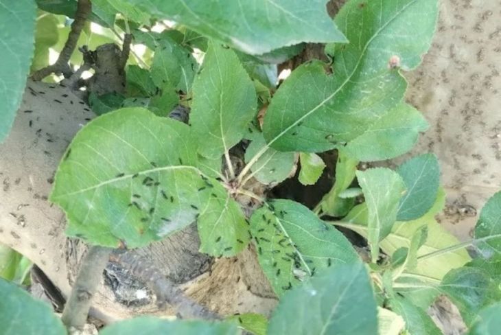 Un organismo benéfico producido en la Patagonia Norte fue seleccionado para validación internacional en sistemas frutícolas. Un organismo benéfico producido en la Patagonia Norte fue seleccionado para validación internacional en sistemas frutícolas.