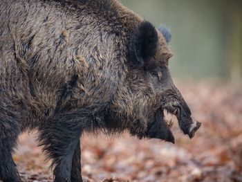 El jabalí, una de las 100 especies invasoras más dañinas, provoca alteraciones en suelos, vegetación y causa pérdidas agrícolas. El jabalí, una de las 100 especies invasoras más dañinas, provoca alteraciones en suelos, vegetación y causa pérdidas agrícolas.