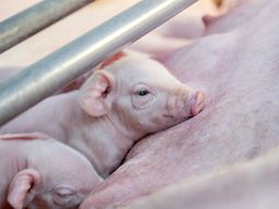En los primeros cinco meses de 2025 se importaron 24.303 toneladas de carne de cerdo, cifra que supera ampliamente las 3.939 toneladas ingresadas en igual período del año anterior. 