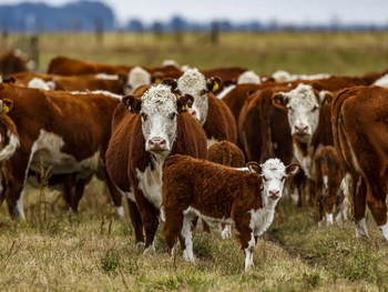 El mercado internacional ofrece precios sostenidos y oportunidades inéditas para la carne vacuna, pero el país no logra aumentar su producción exportable.