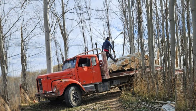 Los vecinos del barrio Camino del Sol denuncian tala indiscriminada de árboles