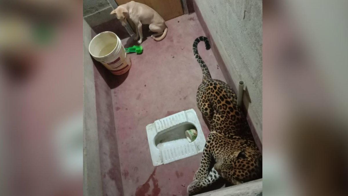 A leopard and a dog surprised on Twitter by being trapped