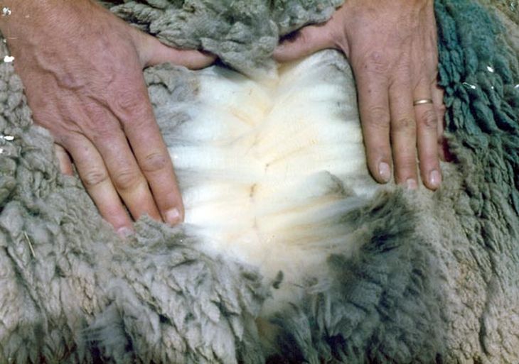 Hay mercado para las fibras naturales. Foto: INTA