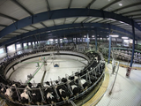 China: conocé la granja de leche más grande del mundo