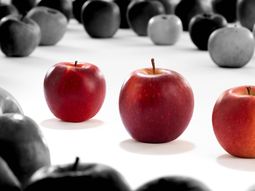 El mercado, cada vez con más fuerza, diferencia las nuevas variedades de manzana sobre la tradicionales. El mercado, cada vez con más fuerza, diferencia las nuevas variedades de manzana sobre la tradicionales.