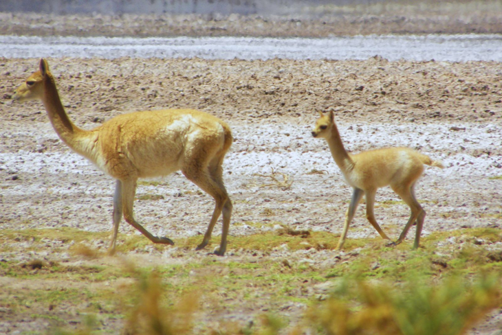 El trabajo se hizo en Catamarca y se analizaron las muestras en el laboratorio de Bariloche. Foto: INTA. El trabajo se hizo en Catamarca y se analizaron las muestras en el laboratorio de Bariloche. Foto: INTA.