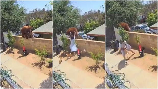 Viral: mujer se enfrenta con una osa por sus perros