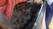tras horas de tension, lograron rescatar al puma que habia trepado a un arbol en china muerta