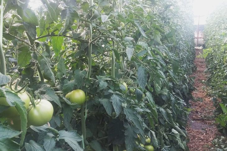 Invernaderos en el IDEVI: hoy 25 productores abastecen a la Patagonia sur. Invernaderos en el IDEVI: hoy 25 productores abastecen a la Patagonia sur.