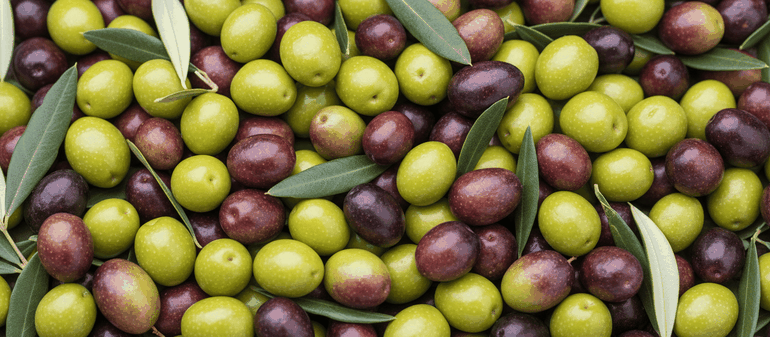 El aceite de oliva neuquino goza de un excelente presente. El aceite de oliva neuquino goza de un excelente presente.