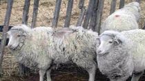la sarna ovina avanza en chubut y calculan que ya hay unos 100 mil animales afectados la sarna ovina avanza en chubut y calculan que ya hay unos 100 mil animales afectados
