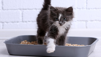 Cómo sacar el olor de pis de gato en casa
