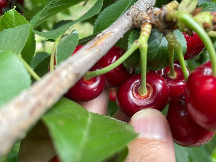 El daño que genera la lluvia es muy importante en el estado en que se encuentra la cereza, a días de cosecharse.