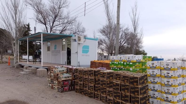 El incremento de decomisos y resultados positivos expone la fragilidad del sistema frente a una de las amenazas más costosas del sector. | LM Neuquen El incremento de decomisos y resultados positivos expone la fragilidad del sistema frente a una de las amenazas más costosas del sector.