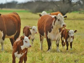 Nuevas tensiones comerciales y cambios regulatorios generan un escenario impredecible para el negocio internacional de la carne vacuna.