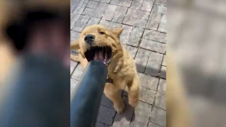 El perro no deja de sumar reproducciones en YouTube