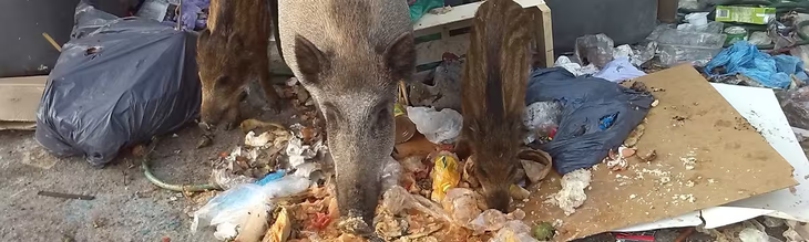 Las dinámicas de fuente y sumidero conectan el campo y la ciudad en la gestión del jabalí. Las dinámicas de fuente y sumidero conectan el campo y la ciudad en la gestión del jabalí.