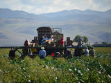 Trabajadores migrantes recogen verduras en un campo del condado de Santa Bárbara, California. Foto: El Pais, Nik Wheeler (Corbis via Getty Images)