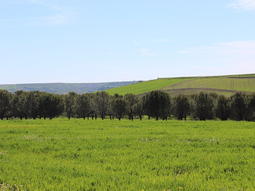 El Consejo de la Unión Europea adoptó este jueves nuevos aranceles sobre productos agrícolas y fertilizantes. Foto: EFE El Consejo de la Unión Europea adoptó este jueves nuevos aranceles sobre productos agrícolas y fertilizantes. Foto: EFE